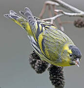 Eurasian Siskin