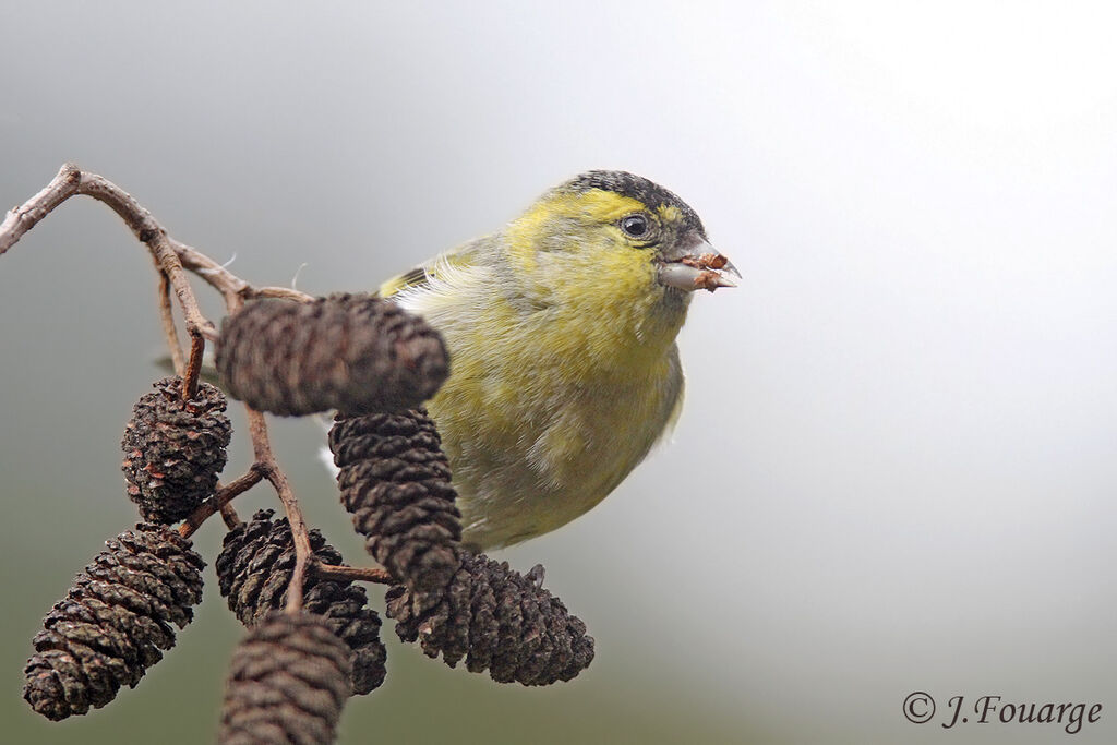 Eurasian Siskin male immature, identification, feeding habits