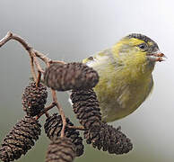 Eurasian Siskin