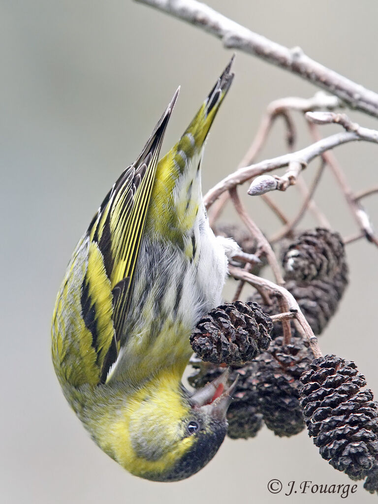 Eurasian Siskin male, identification, feeding habits, Behaviour