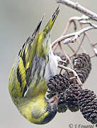 Eurasian Siskin