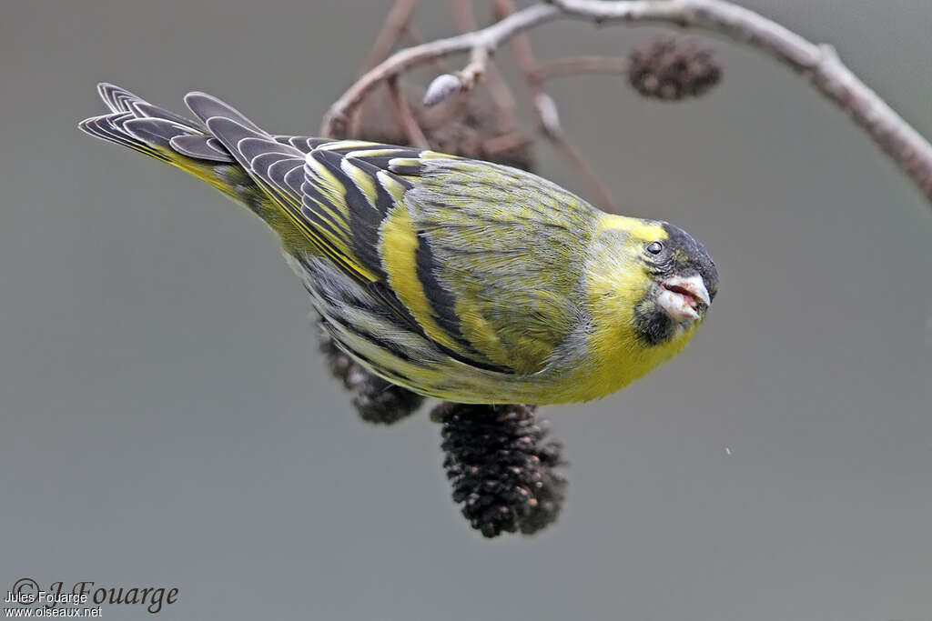 Eurasian Siskin male adult, feeding habits