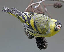 Eurasian Siskin