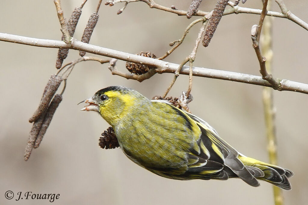 Eurasian Siskin male, identification, feeding habits