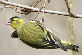 Eurasian Siskin