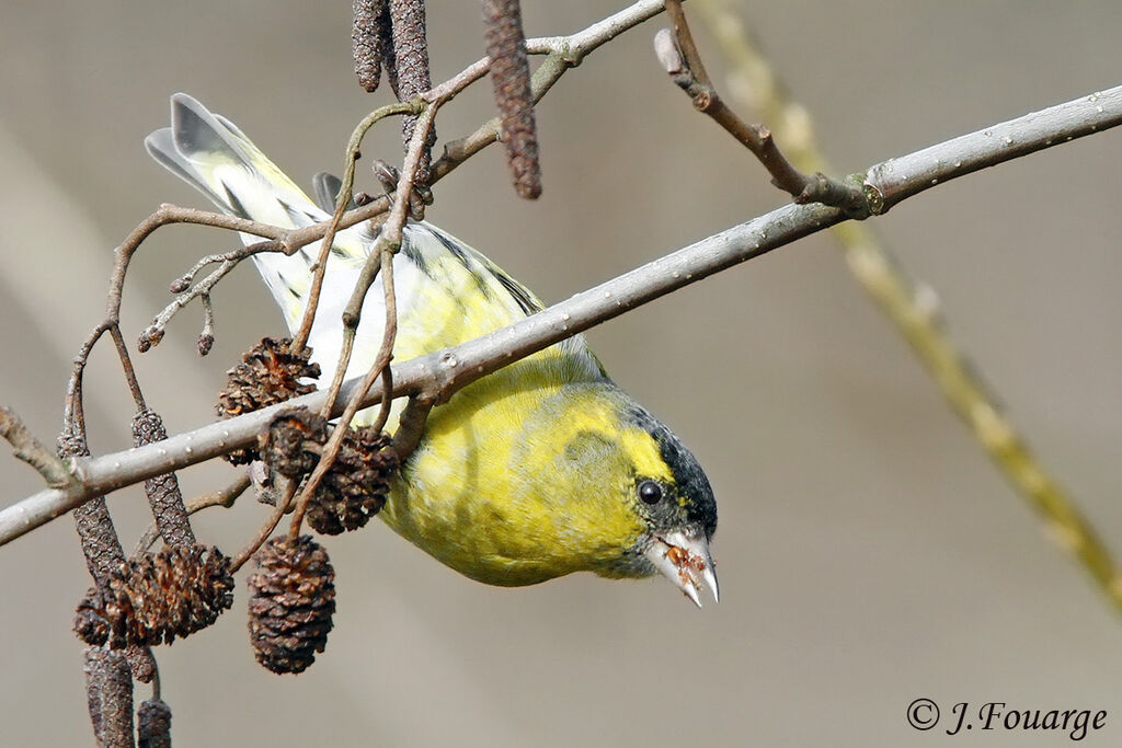 Eurasian Siskin male, identification, feeding habits, Behaviour