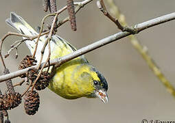 Eurasian Siskin