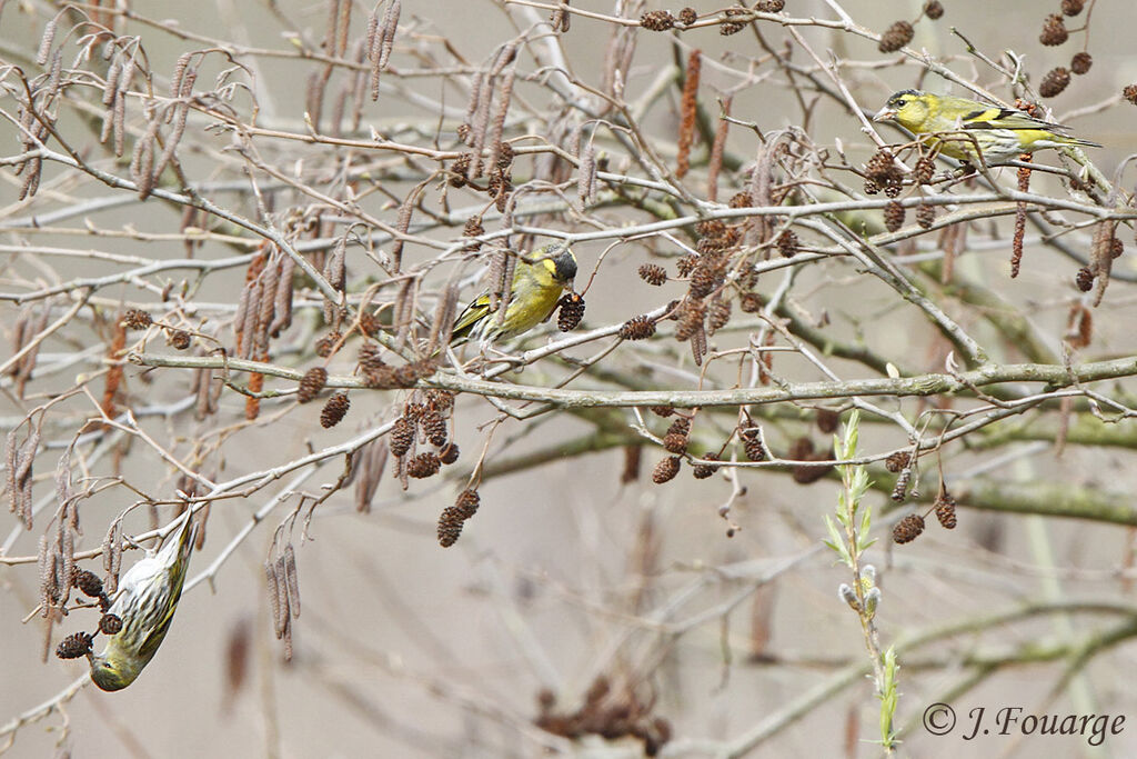 Eurasian Siskin, identification, feeding habits, Behaviour