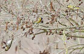 Eurasian Siskin