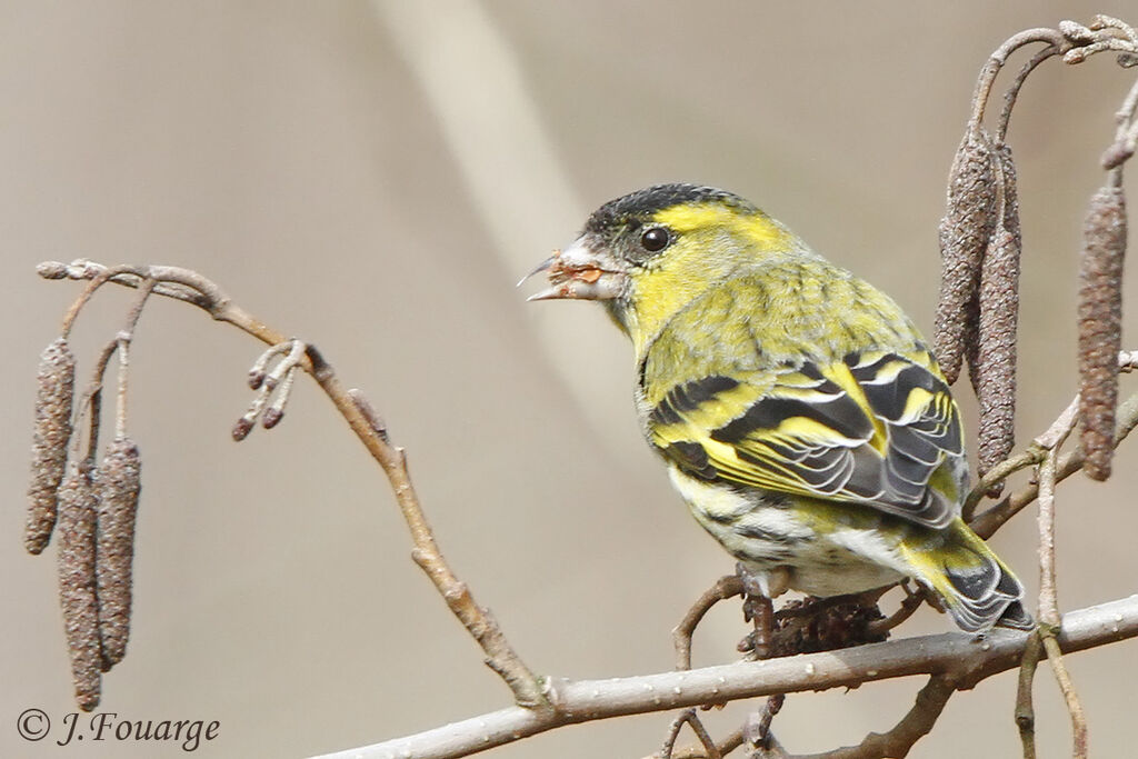 Eurasian Siskin male, feeding habits, Behaviour