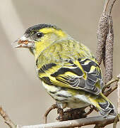 Eurasian Siskin