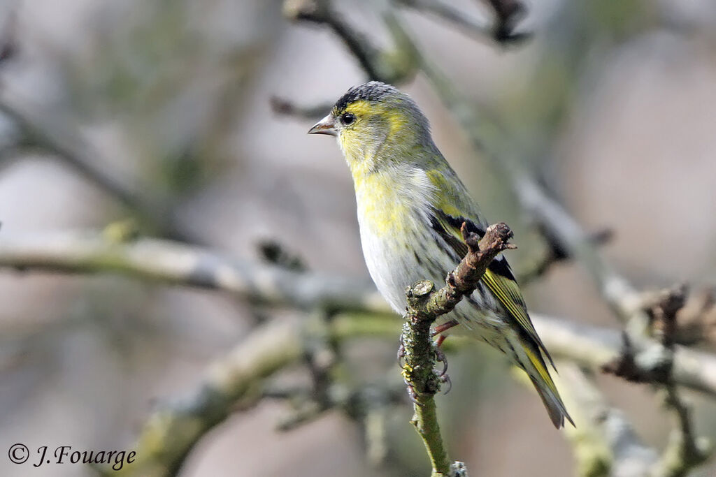 Eurasian Siskin male