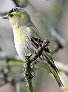 Eurasian Siskin