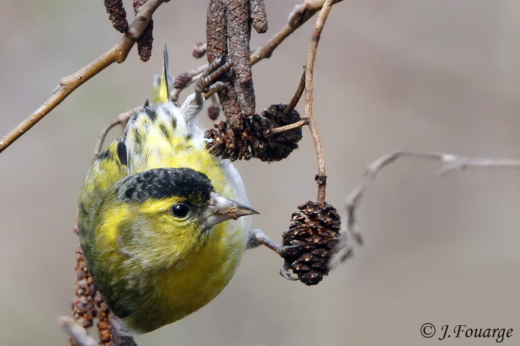 Eurasian Siskin male adult, feeding habits, Behaviour