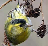 Eurasian Siskin