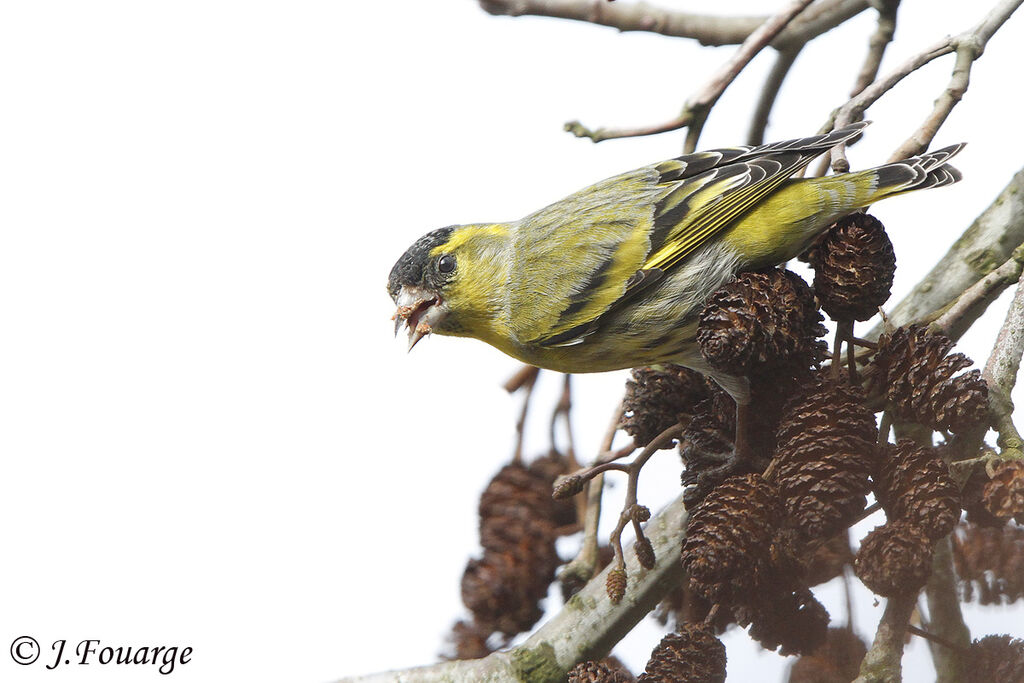 Eurasian Siskin male adult, identification, feeding habits, song, Behaviour