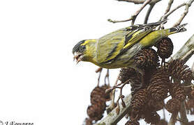 Eurasian Siskin