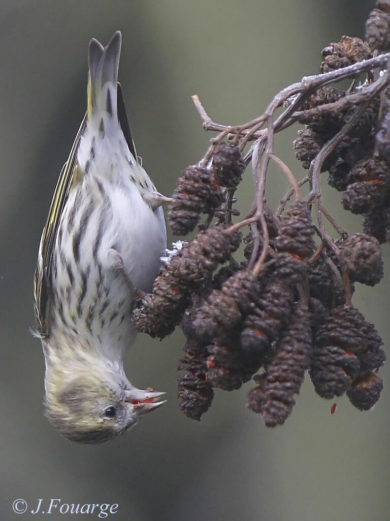 Eurasian Siskin female