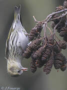 Eurasian Siskin