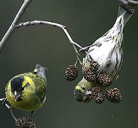 Eurasian Siskin