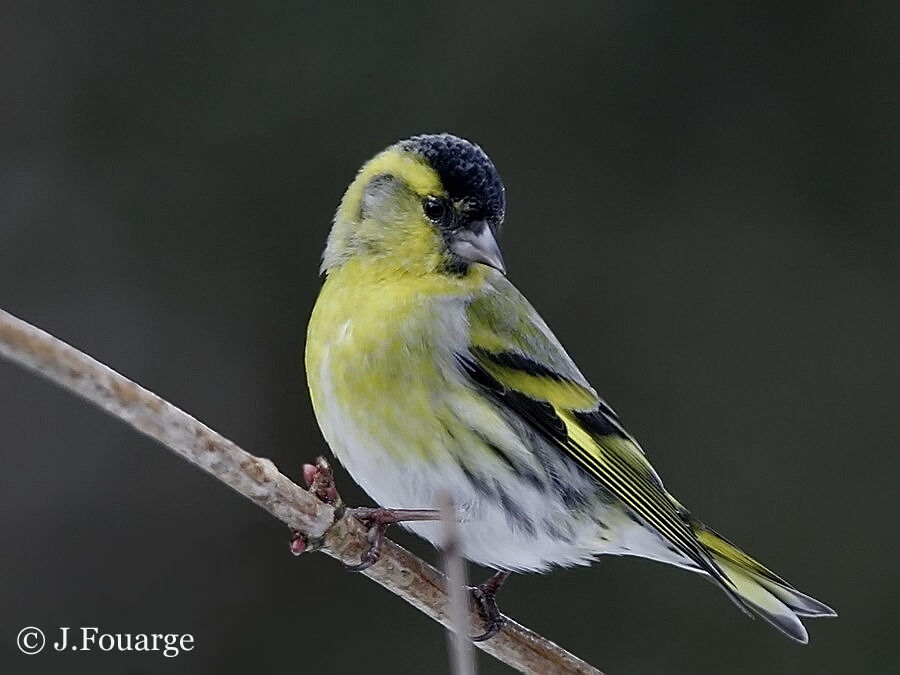 Eurasian Siskin male