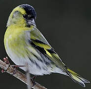 Eurasian Siskin