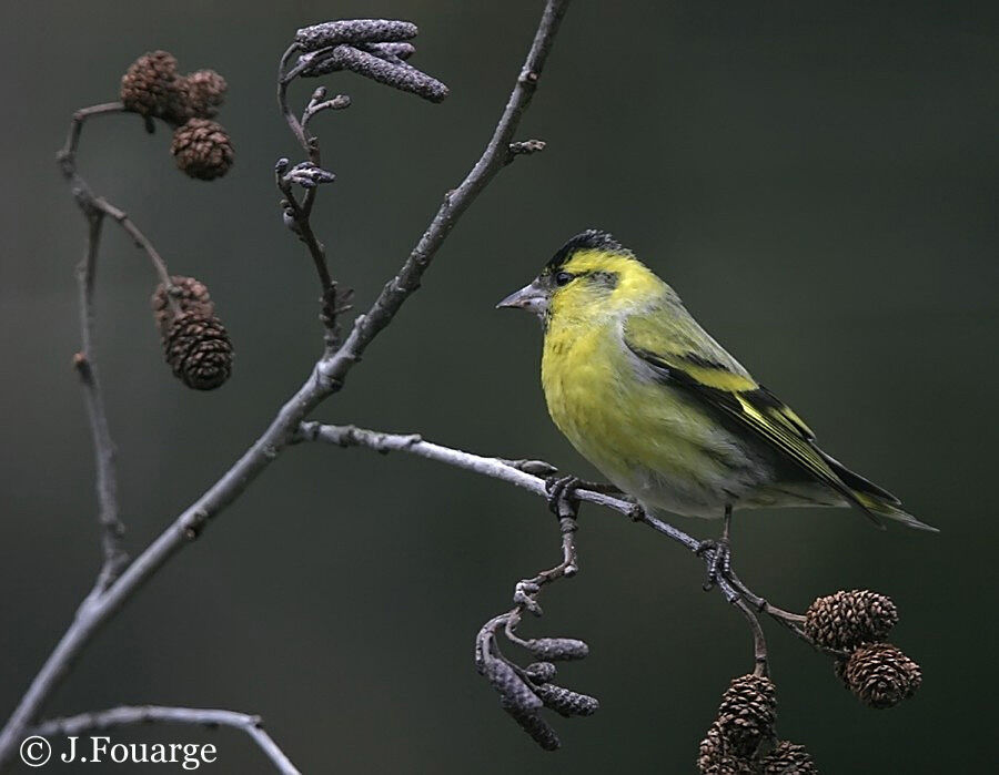 Eurasian Siskin male