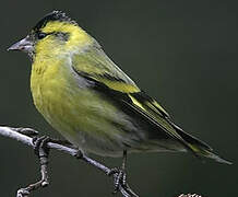 Eurasian Siskin