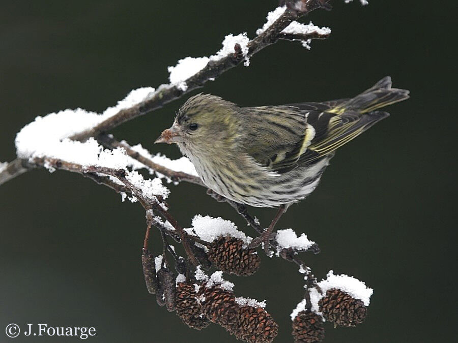 Eurasian Siskin female