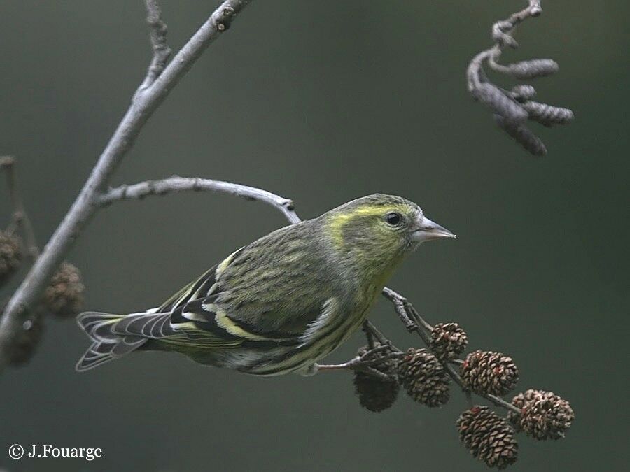 Eurasian Siskin female