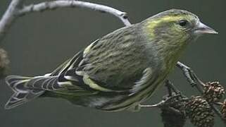 Eurasian Siskin