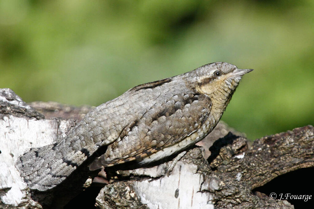 Eurasian Wryneck