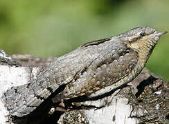 Eurasian Wryneck