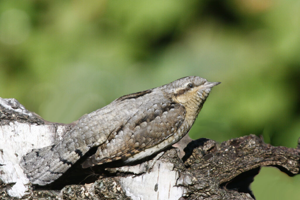 Eurasian Wryneck