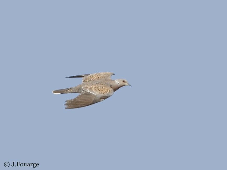 European Turtle Dove