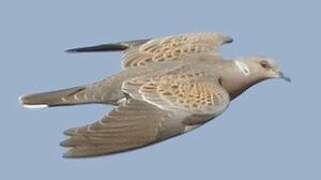 European Turtle Dove