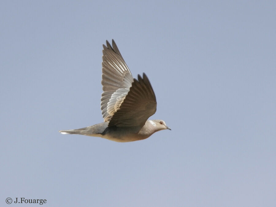 European Turtle Dove