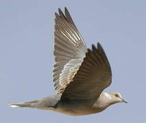 European Turtle Dove