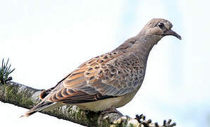 European Turtle Dove