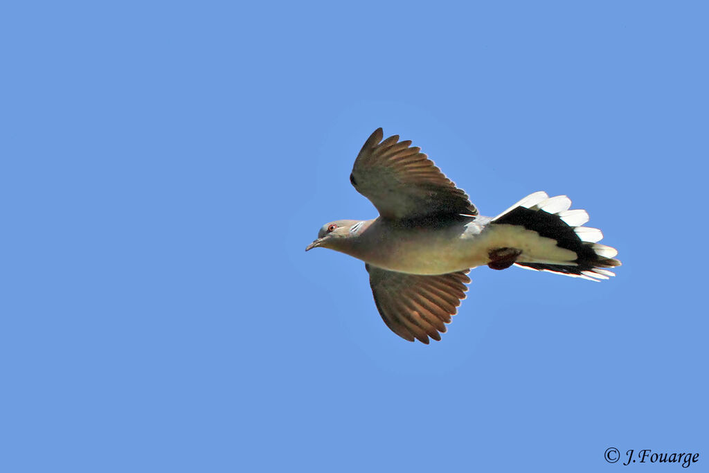 European Turtle Doveadult, Flight