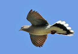 European Turtle Dove