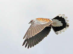 European Turtle Dove