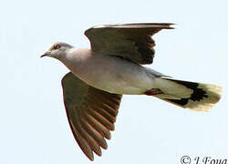 European Turtle Dove