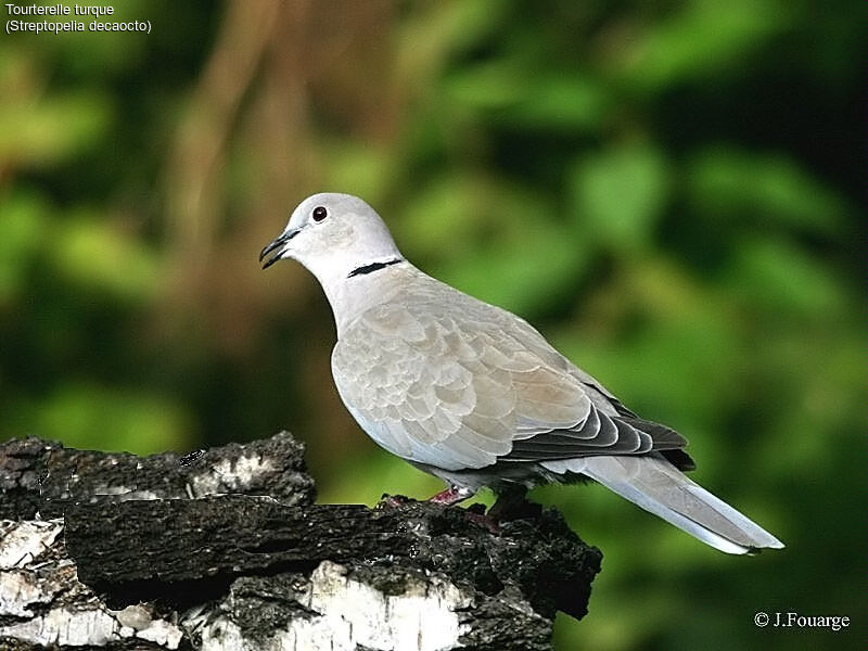 Eurasian Collared Dove