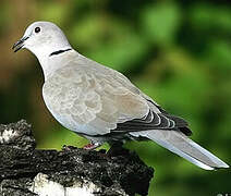 Eurasian Collared Dove