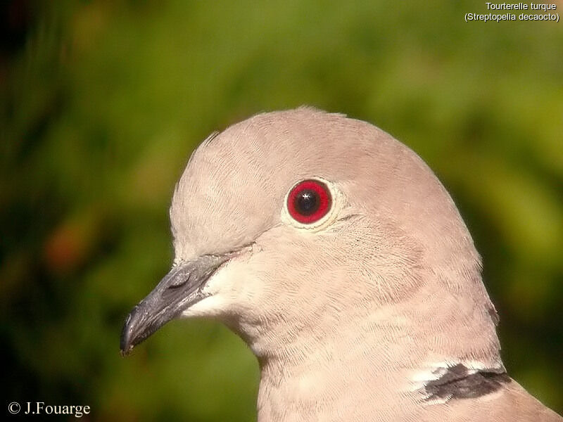 Eurasian Collared Dove