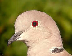 Eurasian Collared Dove