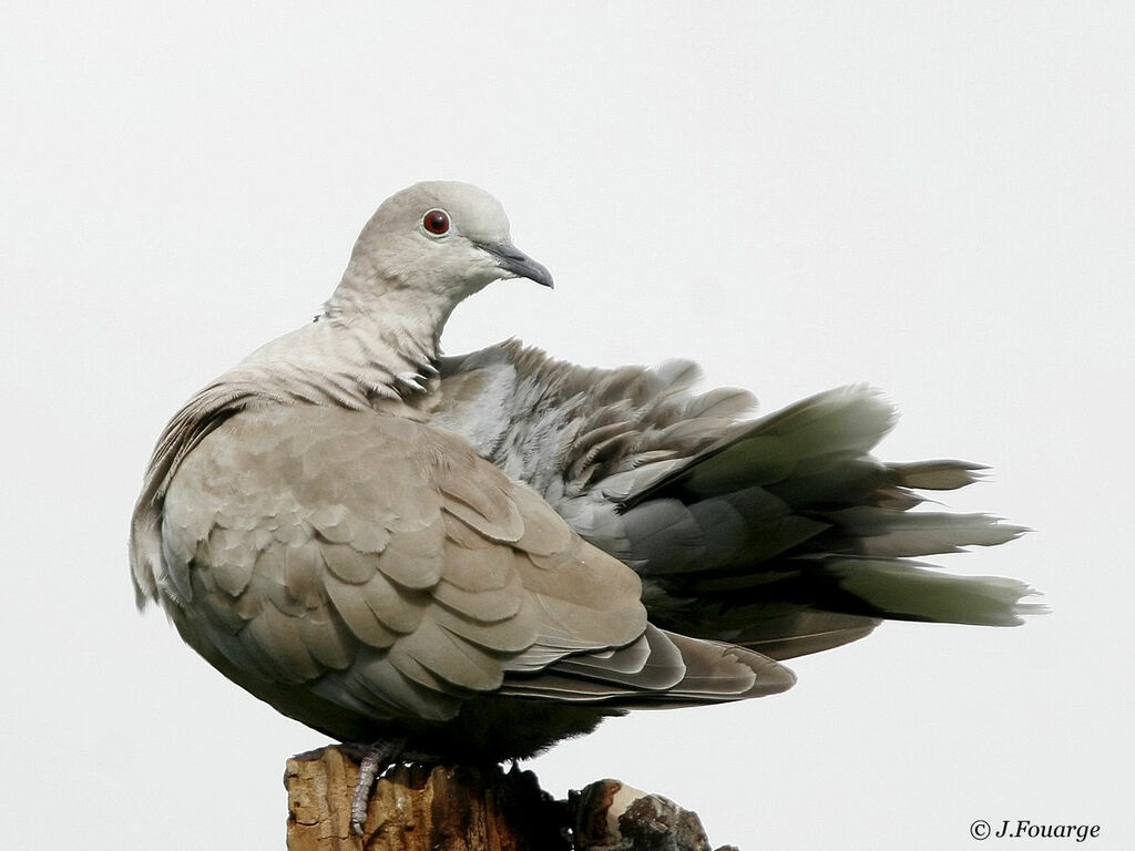 Eurasian Collared Dove