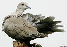 Eurasian Collared Dove