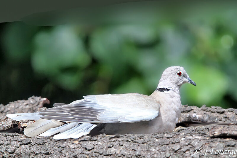Eurasian Collared Dove, identification, Behaviour